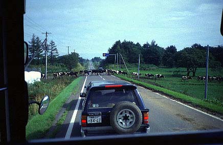 A cow crosses a road